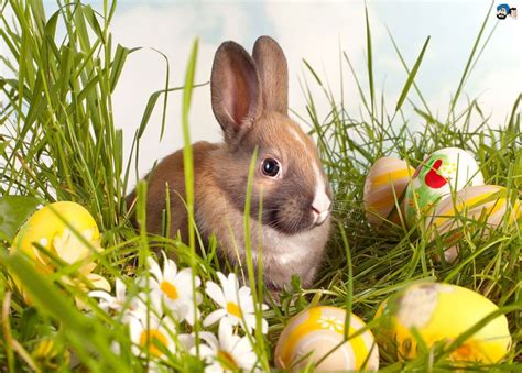 16 Easter Backgrounds for Zoom, Teams & Skype - Funny Meeting Backgrounds