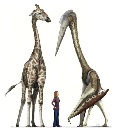 Quetzalcoatlus Size Comparison