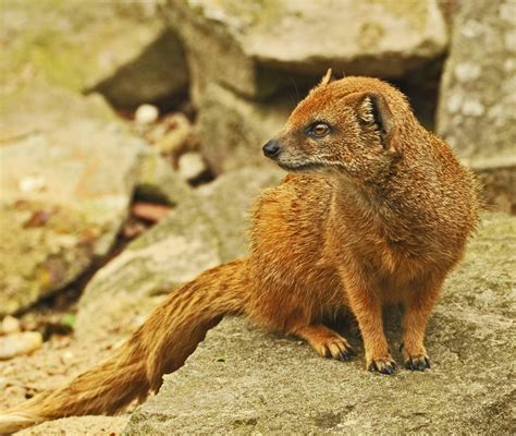 mongoose, Herpestidae Wallpapers HD / Desktop and Mobile Backgrounds