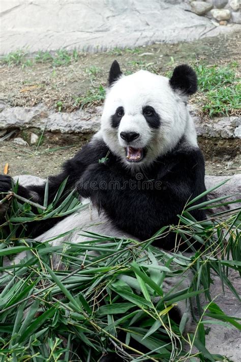 Lovely panda eating bamboo stock image. Image of animal - 57625109