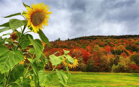 Autumn Sunflower Desktop Wallpapers - 4k, HD Autumn Sunflower Desktop Backgrounds on WallpaperBat