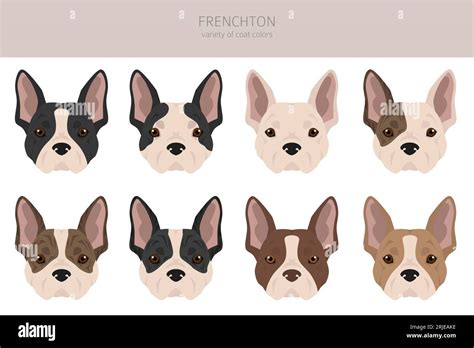 Frenchton clipart. French bulldog Boston terrier mix. Different coat ...