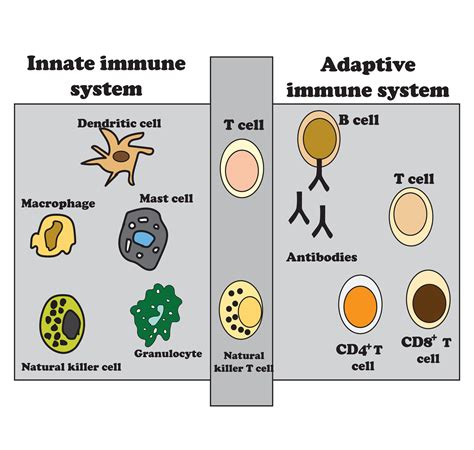 The innate and adaptive immune system diagram, Immunity infection organism, adaptation. Vector ...