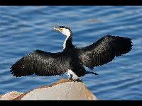 Cormorant Info - Photo 3