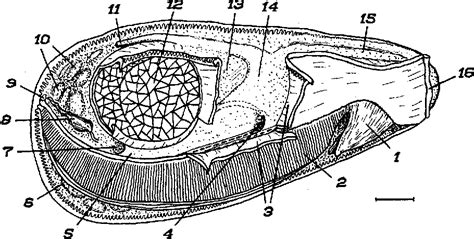 Figure 1 from The Anatomy of the Pacific Oyster, Crassostrea gigas (Thurnberg)(Bivalvia ...