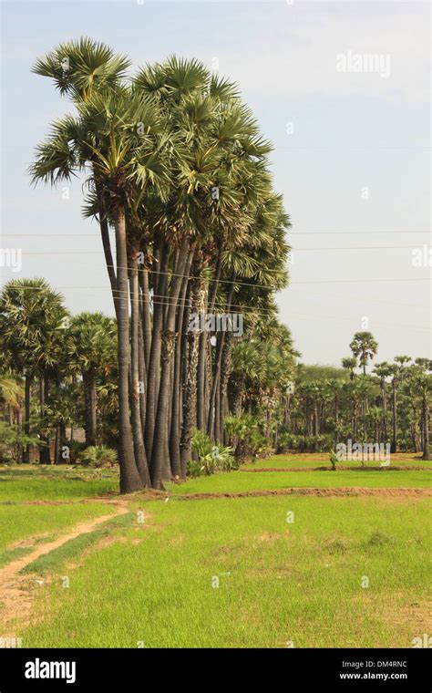 Borassus palmyra palm tree Stock Photo - Alamy