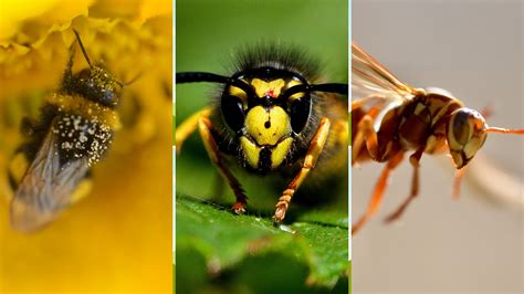 Bees, Wasps, and Hornets, Oh My – Know the Differences and When to Act ...