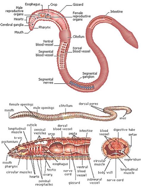 Oligochaeta Anatomy