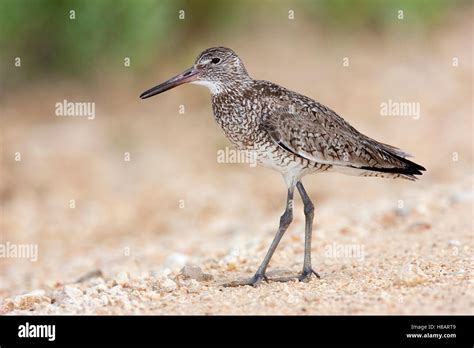 Willet (Tringa semipalmata) in breeding plumage, Winnie, Texas Stock Photo - Alamy