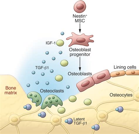 Remodeling Of Bone - Bone Formation And Remodeling Tobig / Related online courses on physioplus ...