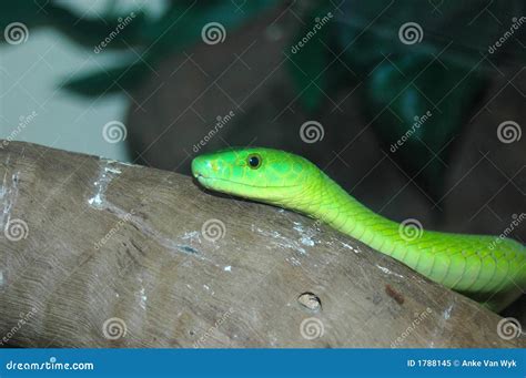 Green Mamba snake stock image. Image of poisonous, animal - 1788145