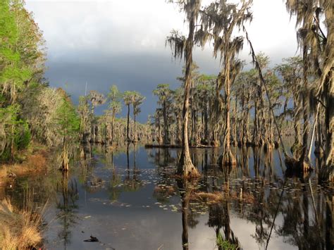 Banks Lake, Lakeland, GA- I will be seeing this view from my new living room in GA- very excited ...