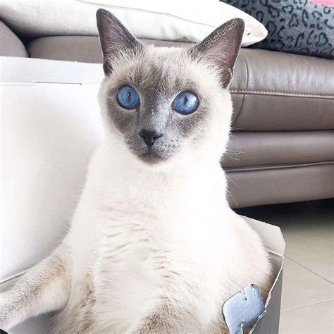 8 Cute Pictures of Siamese Cats