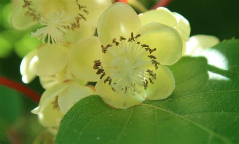 2 Different Delicious Kiwi Plant Varieties and How to Grow Them ...