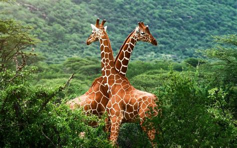 Giraffe Desktop Background (75+ pictures)