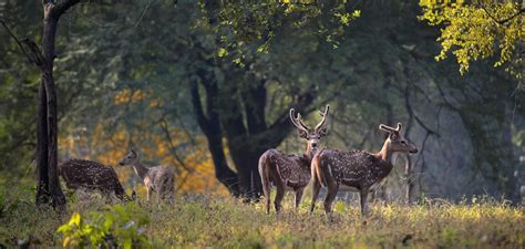 What is the Best Time to Visit Kanha National Park in Madhya Pradesh