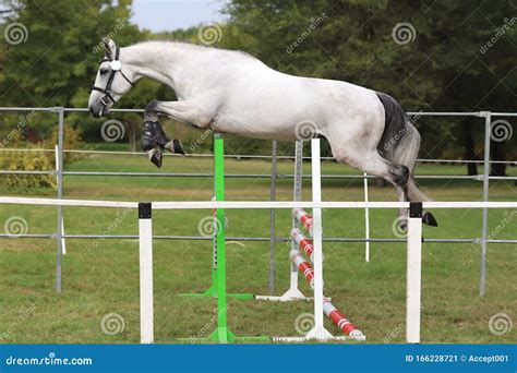 Young Beautiful Sport Horse Free Jumps Over a Hurdle Open Air Stock Image - Image of background ...