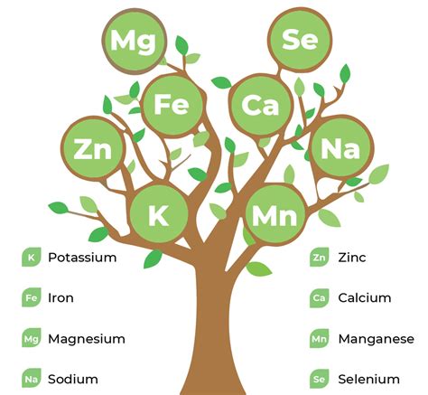 Plant-based Vitamins and Minerals