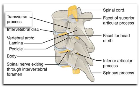 Transverse Process Fracture: 5 Fast Facts You Need to Know | Heavy.com