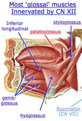 Structural Principles of Osteopathic Medicine, Exam 2 | StudyHippo.com