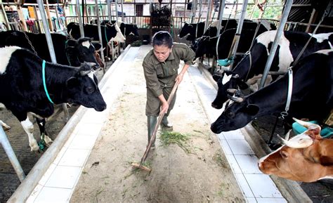 Peran Peternak Sapi Perah untuk Penuhi Kebutuhan Susu di Indonesia : Okezone Lifestyle