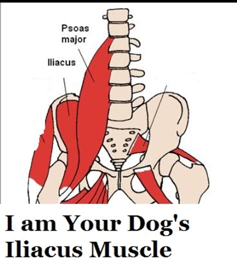 Hip Anatomy Iliopsoas Muscle