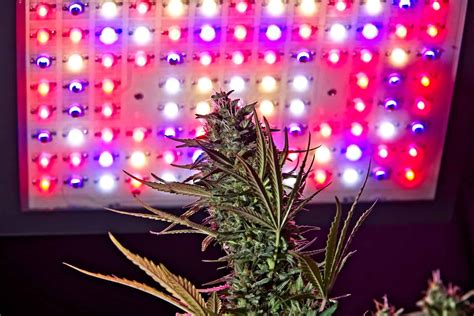 Full-Spectrum Lighting for Growing Cannabis - CTU