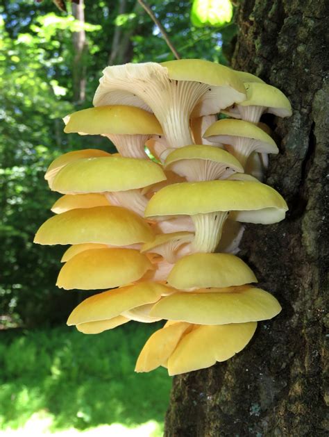 Maryland Biodiversity Project - Golden Oyster Mushroom (Pleurotus citrinopileatus)