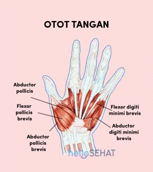 Anatomi Otot Opponens Pollicis Pada Tangan Manusia Anatomi Tutorial | The Best Porn Website