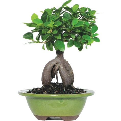 Brussel's Ginseng Grafted Ficus Bonsai - Small - (Indoor) - Walmart.com