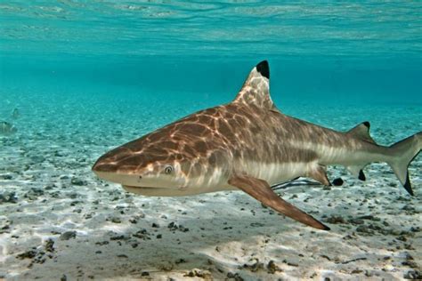 Reef sharks and their nurseries | Tetiaroa Society