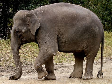 Lifecycle of an Elephant - Tanglin Trust School, Singapore