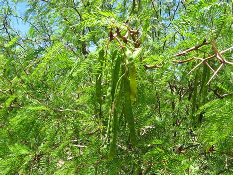 Kyffhäuser flora - Prosopis glandulosa