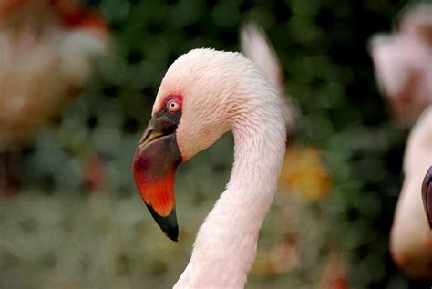 Taipei zoo, Republic of China | pelican | Flickr