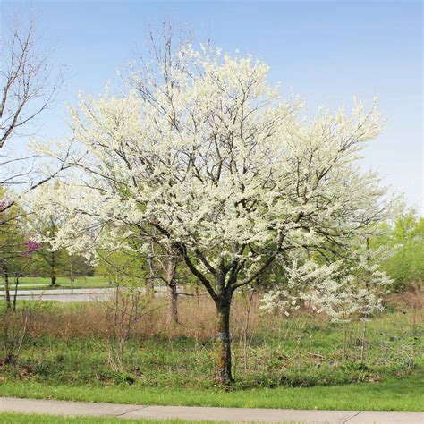 Royal White Redbud Trees for Sale | BrighterBlooms.com