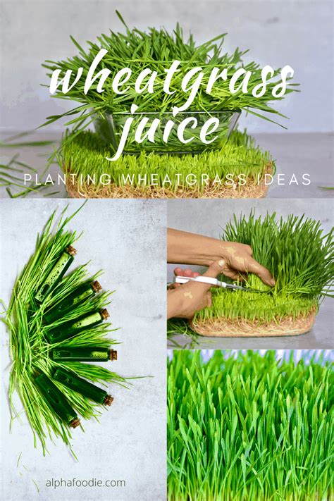 How to make Wheatgrass Shots and Juice - Alphafoodie