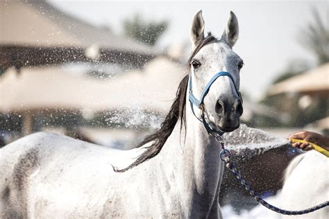 Managing Heat Stress in Horses