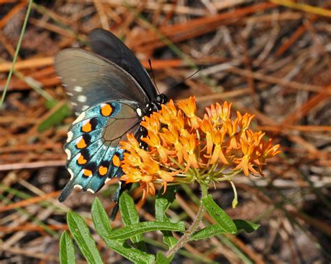 Pipevine swallowtail - Florida Wildflower Foundation