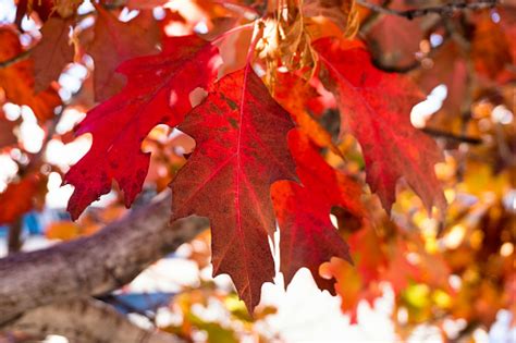 Colorful Red Oak Leaves In Fall Stock Photo - Download Image Now - iStock