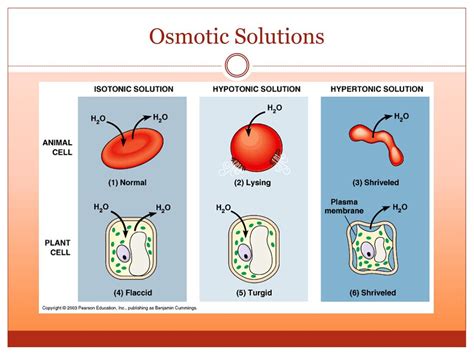 PPT - Osmotic Solutions PowerPoint Presentation, free download - ID:1974222