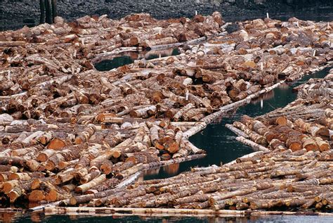 Log Booms In Vancouver Island Photograph by David Nunuk/science Photo Library - Pixels Merch