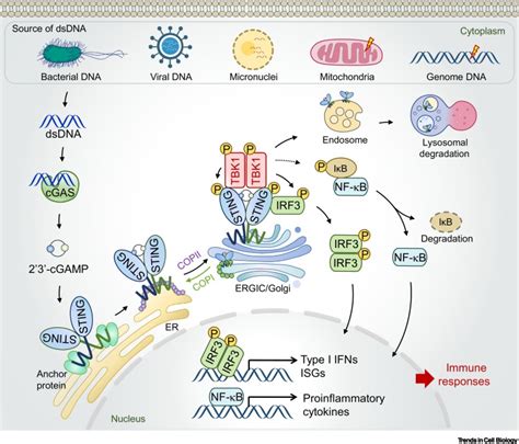 Cellular functions of cGAS-STING signaling: Trends in Cell Biology