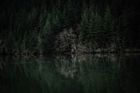 Dark Dawn Lake Forest Free Stock Photo - NegativeSpace