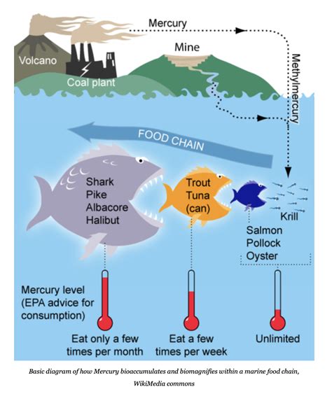 What is Bioaccumulation? | Shark Allies