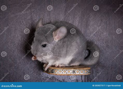 Funny Little Chinchilla Eating Stock Image - Image of fauna, blue: 203027317