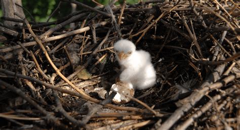 From Nestling to Flight - 6 Amazing Baby Eagle Facts and Pictures - Animal Corner