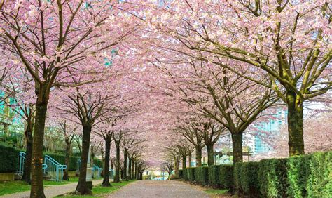 Here’s When Cherry Blossoms Will Reach Peak Bloom in Metro Vancouver T ...