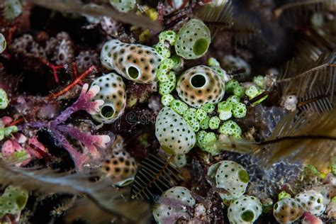 Colorful Marine Invertebrates On Coral Reef Stock Image - Image of biodiversity, ecology: 83096541