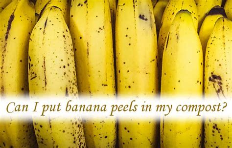 Can I put banana peels in my compost? You can and you should. – Rolypig