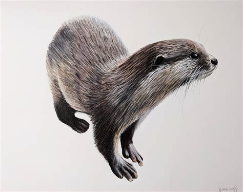 Otter Drawing Colored Pencil Otter Otter Artwork Hand Drawn Wildlife ...